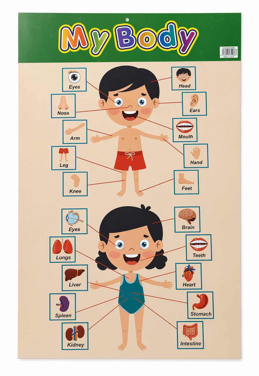 My Body Educational Chart